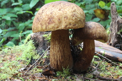 Boletus fibrillosus