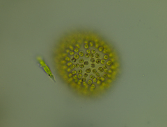 Uroglena volvox