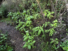 Salvia spathacea