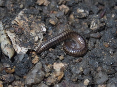 Anaulaciulus tonginus