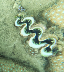 Tridacna