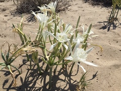 Pancratium maritimum