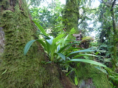 Bulbophyllum guamense