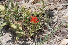 Castilleja applegatei viscida