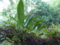 Bulbophyllum guamense