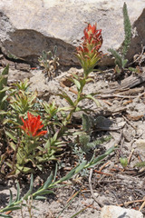 Castilleja applegatei viscida