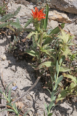 Castilleja applegatei viscida