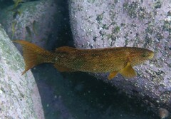 Olisthops cyanomelas