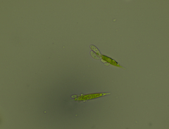 Chlorogonium
