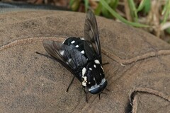 Triclista guttata