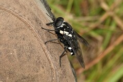 Triclista guttata