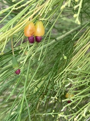 Exocarpos cupressiformis