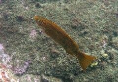 Olisthops cyanomelas