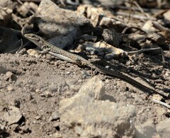 Podarcis siculus siculus