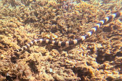 Laticauda saintgironsi