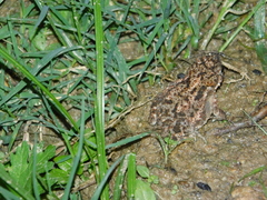 Duttaphrynus melanostictus