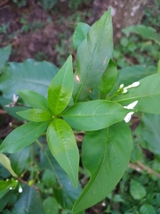 Rauvolfia verticillata