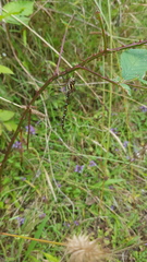 Austroaeschna pulchra