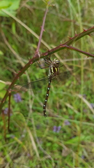Austroaeschna pulchra