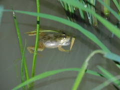 Euphlyctis cyanophlyctis