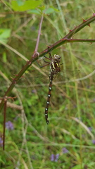 Austroaeschna pulchra