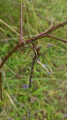 Austroaeschna pulchra