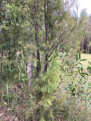 Exocarpos cupressiformis