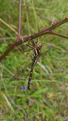 Austroaeschna pulchra