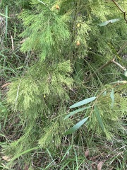 Exocarpos cupressiformis