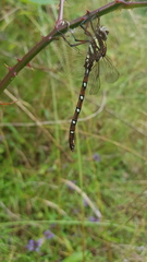 Austroaeschna pulchra