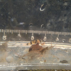 Brachygobius xanthomelas