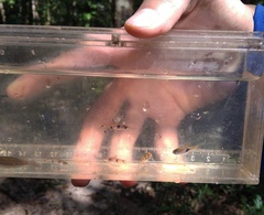 Brachygobius xanthomelas