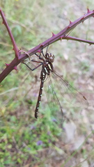 Austroaeschna pulchra