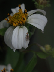 Campiglossa sororcula