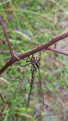Austroaeschna pulchra
