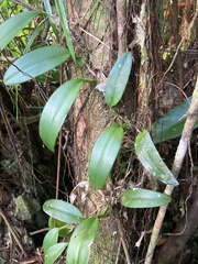 Bulbophyllum longiflorum