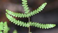 Gleichenia microphylla