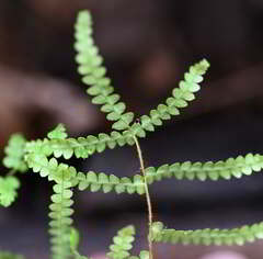 Gleichenia microphylla