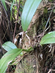 Bulbophyllum longiflorum