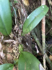Bulbophyllum longiflorum