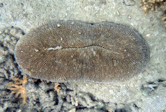 Ctenactis