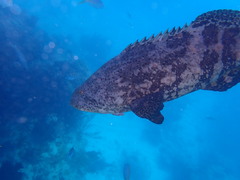 Epinephelus itajara