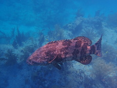 Epinephelus itajara
