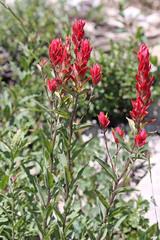 Castilleja rhexiifolia