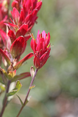 Castilleja rhexiifolia