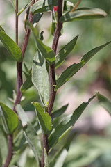 Castilleja rhexiifolia