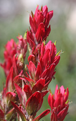 Castilleja rhexiifolia