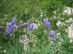 Iris pallida illyrica