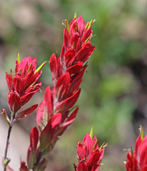 Castilleja rhexiifolia