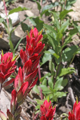 Castilleja rhexiifolia
